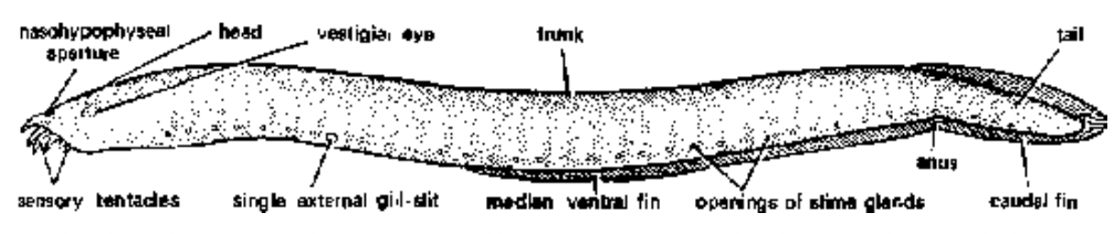 Division-I Agnatha (Jawless Vertebrates)